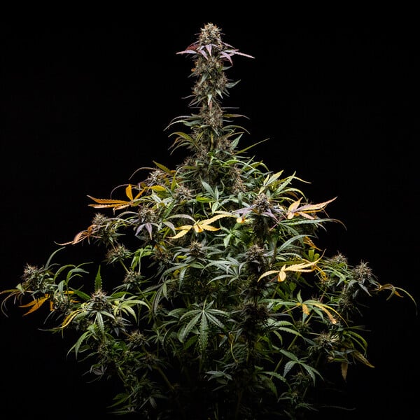 Royal Queen Seeds - North Thunderfuck Auto (auto/fem.)