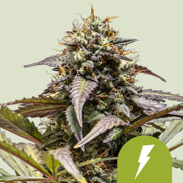 Royal Queen Seeds - North Thunderfuck Auto (auto/fem.)