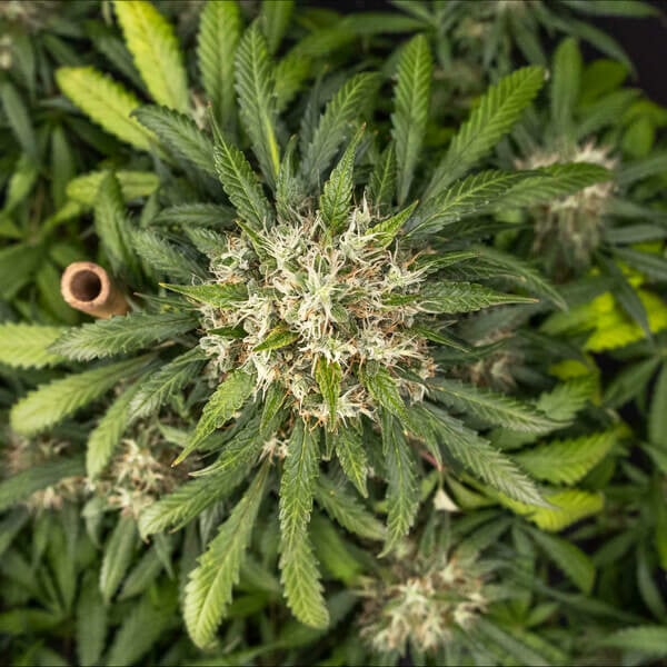 Royal Queen Seeds - Cookies Gelato Auto (auto/fem.)