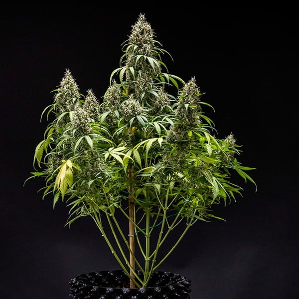 Royal Queen Seeds - Cookies Gelato Auto (auto/fem.)