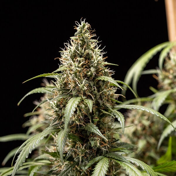 Royal Queen Seeds - Cookies Gelato Auto (auto/fem.)