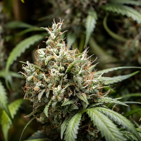 Royal Queen Seeds - Cookies Gelato Auto (auto/fem.)