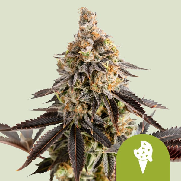 Royal Queen Seeds - Cookies Gelato Auto (auto/fem.)