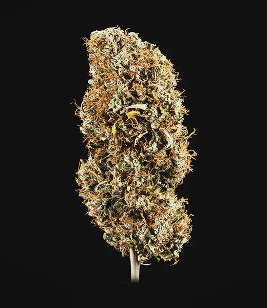 Royal Queen Seeds - Cookies Gelato Auto (auto/fem.)