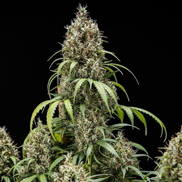 Royal Queen Seeds - Cookies Gelato Auto (auto/fem.)