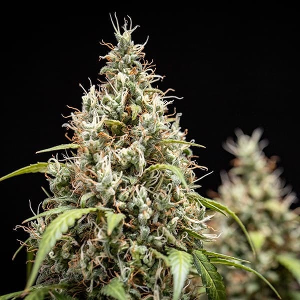 Royal Queen Seeds - Cookies Gelato Auto (auto/fem.)