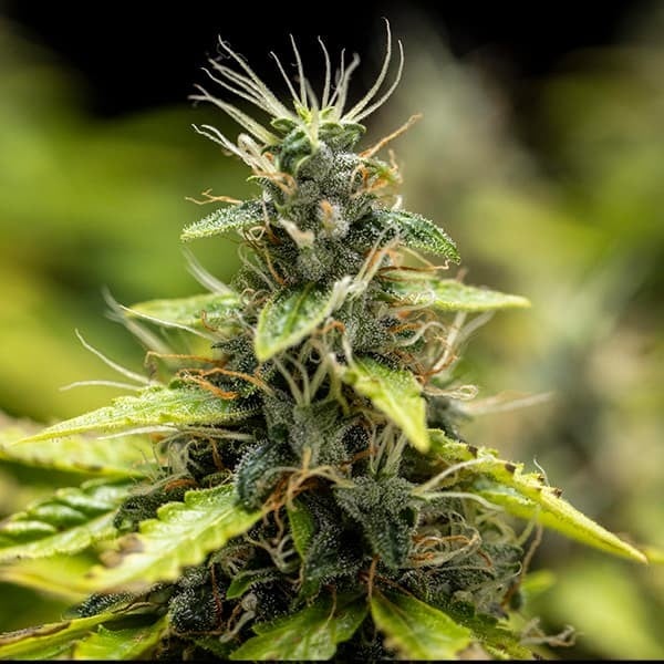 Royal Queen Seeds - Royal Runtz Auto (auto/fem.)