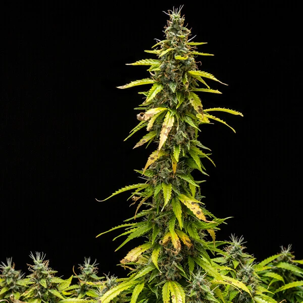 Royal Queen Seeds - Royal Runtz Auto (auto/fem.)