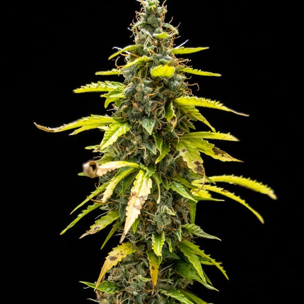 Royal Queen Seeds - Royal Runtz Auto (auto/fem.)