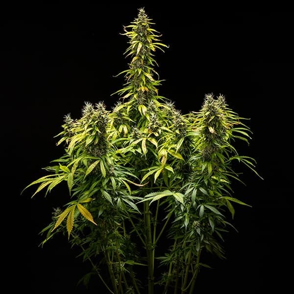Royal Queen Seeds - Royal Runtz Auto (auto/fem.)