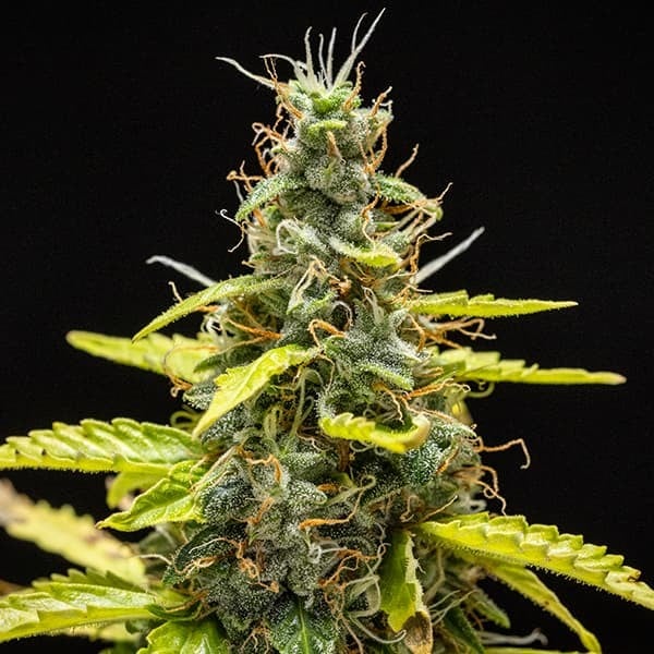 Royal Queen Seeds - Royal Runtz Auto (auto/fem.)