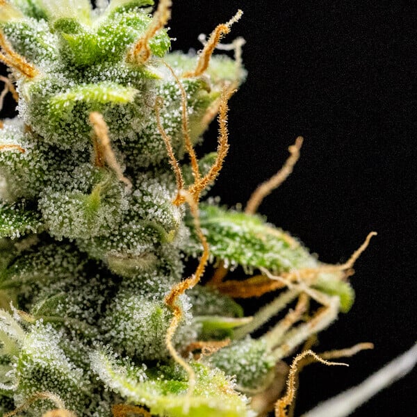 Royal Queen Seeds - Royal Runtz Auto (auto/fem.)