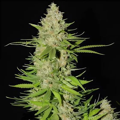 G13 Labs Seeds - Blueberry Gum #2 (fem.) 09997