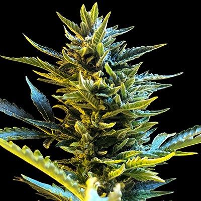 G13 Labs Seeds - Auto Bride Cake (auto/fem.) 09998