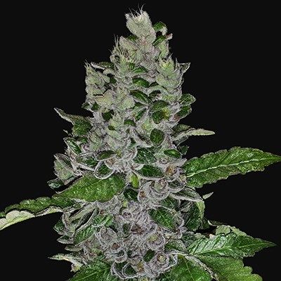 G13 Labs Seeds - Frozen Afghan Mintz (fem.) 09999