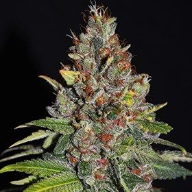 G13 Labs Seeds - Tropical Punch (fem.) 10001