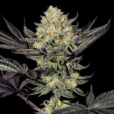 G13 Labs Seeds - Face Mask (fem.) 10000