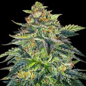G13 Labs Seeds - London Cream Cake Auto (auto/fem.) 10002