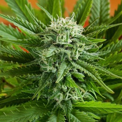 G13 Labs Seeds - Auto Pineapple Express (auto/fem.) 03448