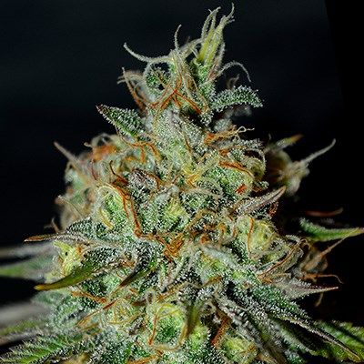 G13 Labs Seeds - Picante (fem.) 10003