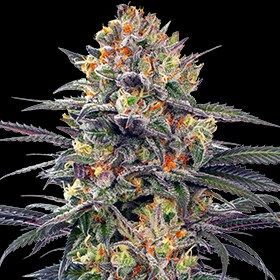 G13 Labs Seeds - Jealous Mary Auto (auto/fem.) 10004
