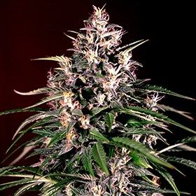 G13 Labs Seeds - Dosi Auto (auto/fem.) 10005