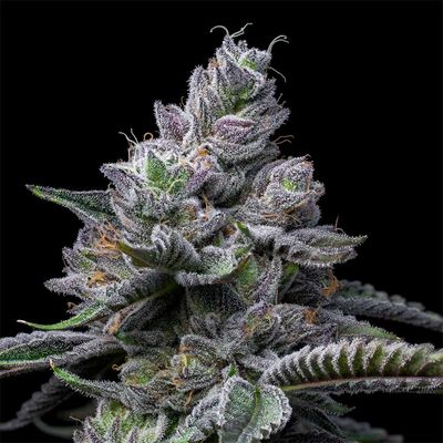 Cookies Seed Bank - RS11 x Hollywood (fem.) 🇺🇸 10007