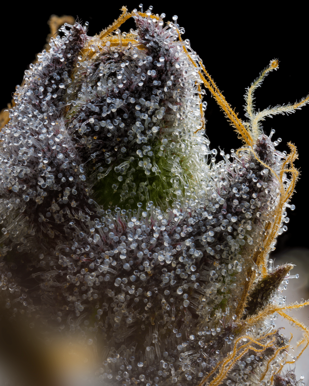 Cookies Seed Bank - RS11 x Hollywood (fem.) 🇺🇸