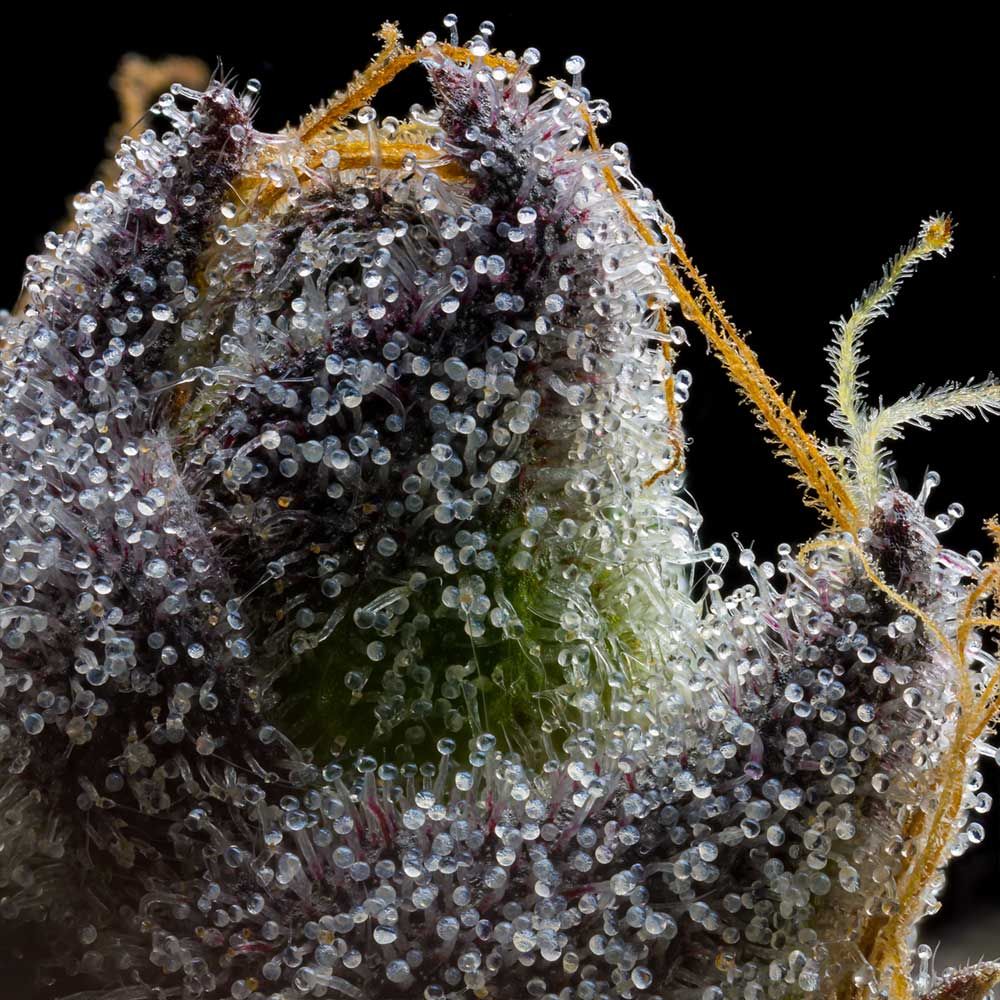 Cookies Seed Bank - RS11 x Hollywood (fem.) 🇺🇸
