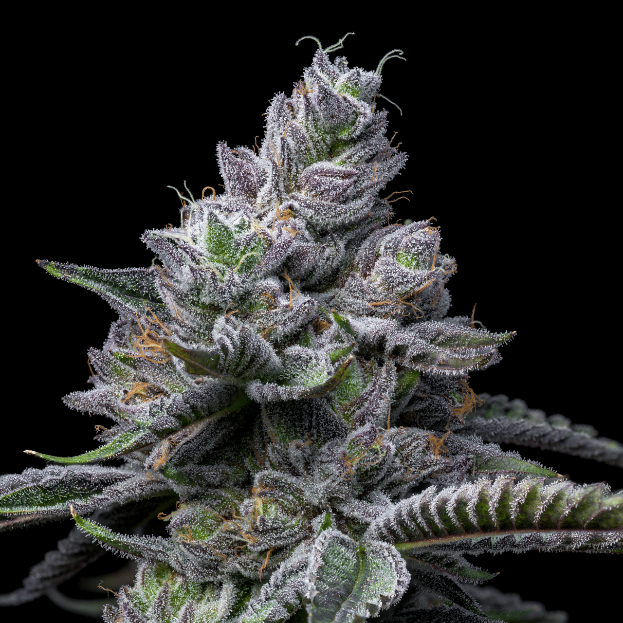 Cookies Seed Bank - RS11 x Hollywood (fem.) 🇺🇸
