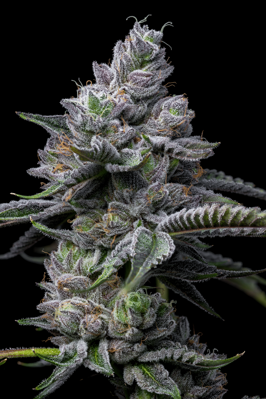 Cookies Seed Bank - RS11 x Hollywood (fem.) 🇺🇸