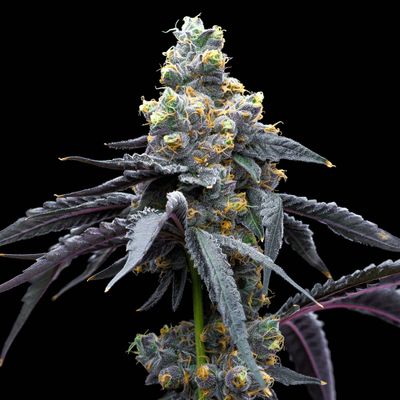Cookies Seed Bank - White Runtz x Hollywood (fem.) 🇺🇸 10008