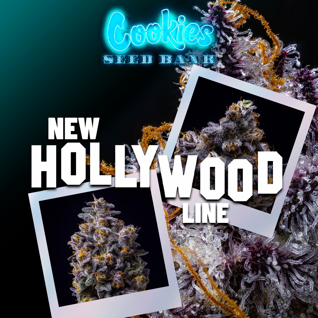 Cookies Seed Bank - Animal Cake x Hollywood (fem.) 🇺🇸