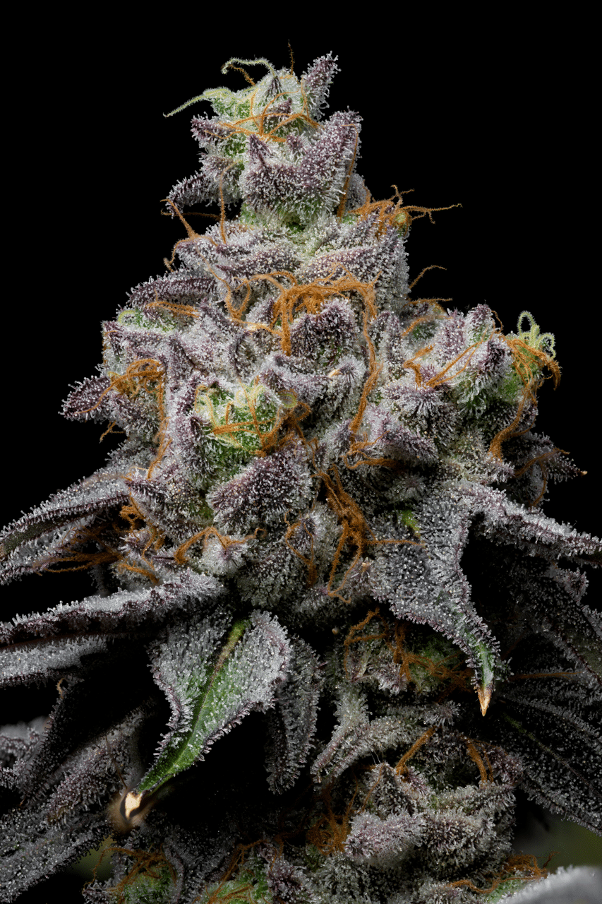 Cookies Seed Bank - Animal Cake x Hollywood (fem.) 🇺🇸