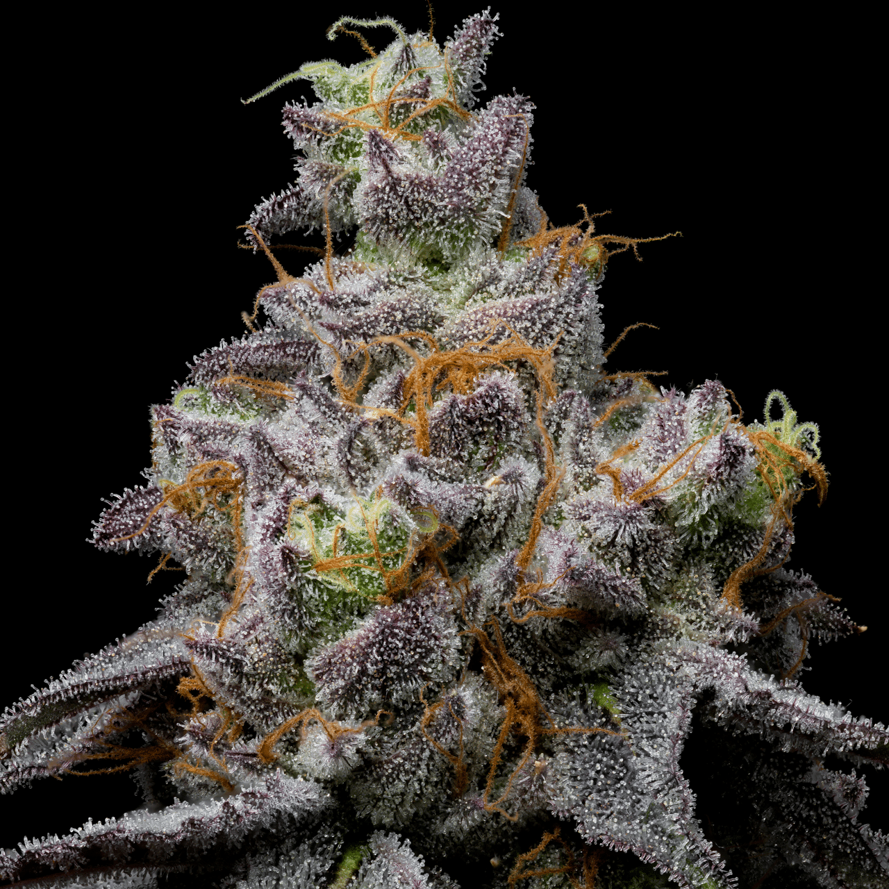 Cookies Seed Bank - Animal Cake x Hollywood (fem.) 🇺🇸