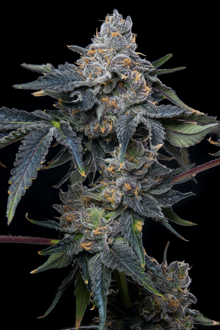 Cookies Seed Bank - Grape Z x Hollywood (fem.) 🇺🇸