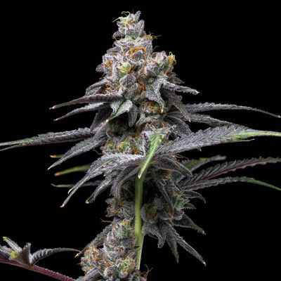 Cookies Seed Bank - Animal Cake x Hollywood (fem.) 🇺🇸 10009