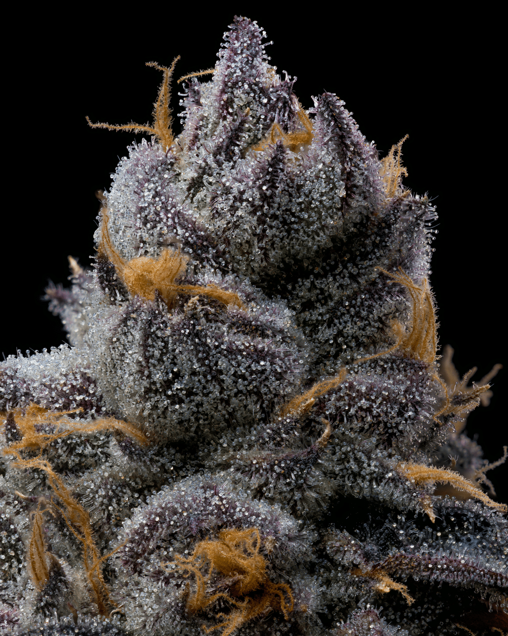 Cookies Seed Bank - Grape Z x Hollywood (fem.) 🇺🇸