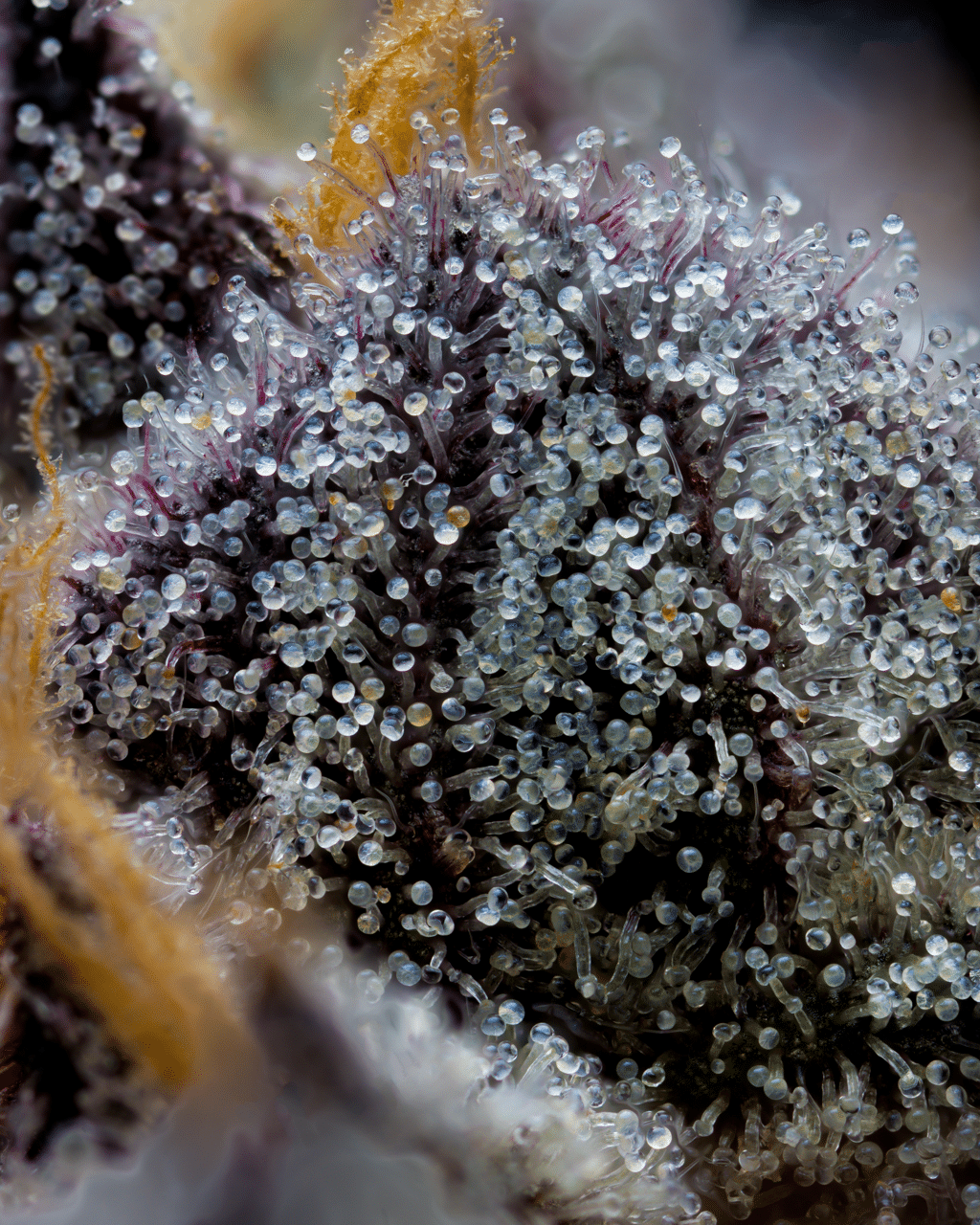Cookies Seed Bank - Grape Z x Hollywood (fem.) 🇺🇸