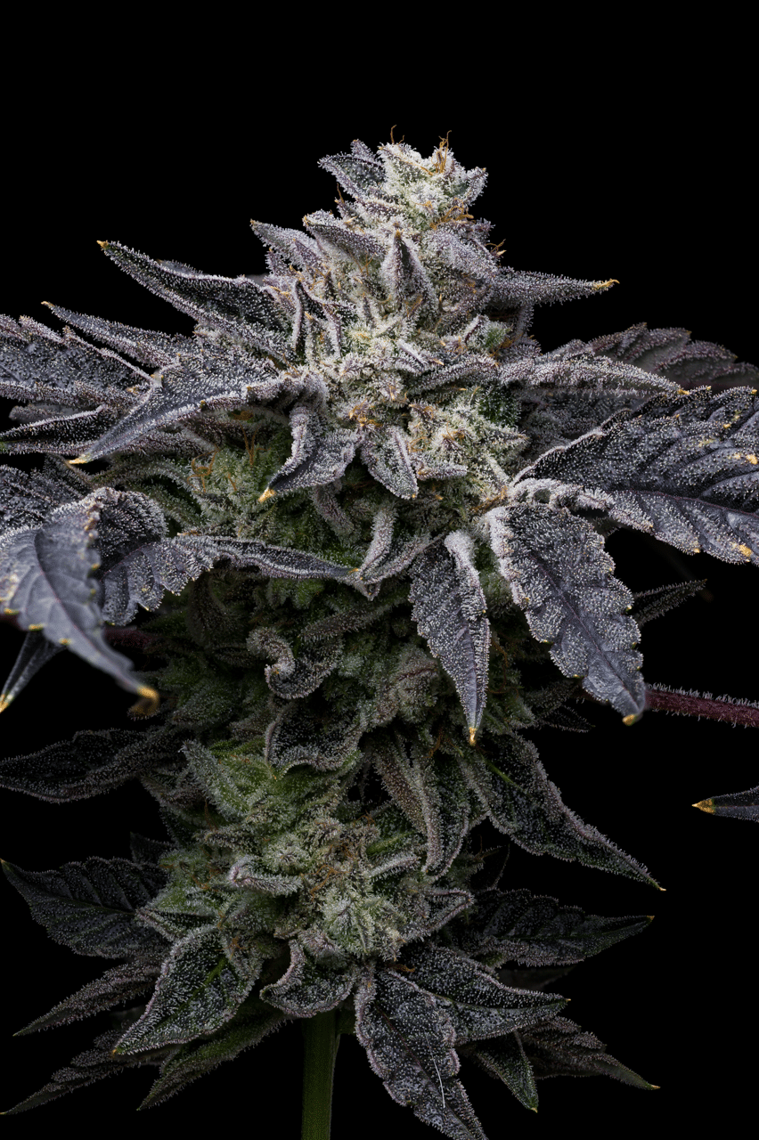 Cookies Seed Bank - Pink Runtz x Hollywood (fem.) 🇺🇸