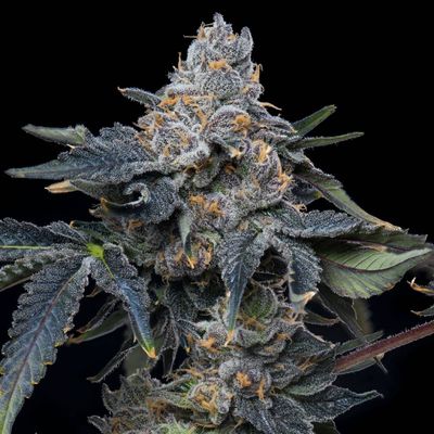 Cookies Seed Bank - Grape Z x Hollywood (fem.) 🇺🇸 10011