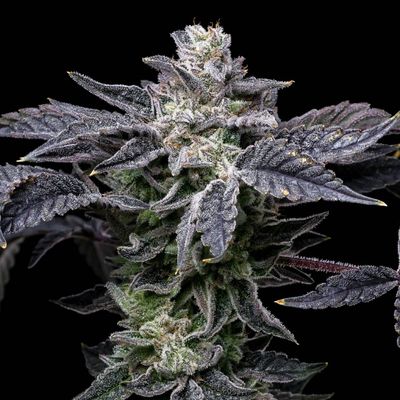 Cookies Seed Bank - Pink Runtz x Hollywood (fem.) 🇺🇸 10010