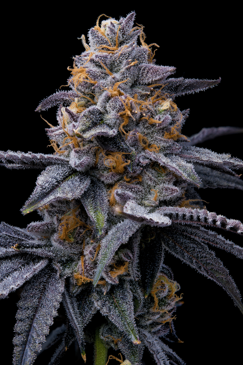 Cookies Seed Bank - Trop Cookies x Hollywood (fem.) 🇺🇸