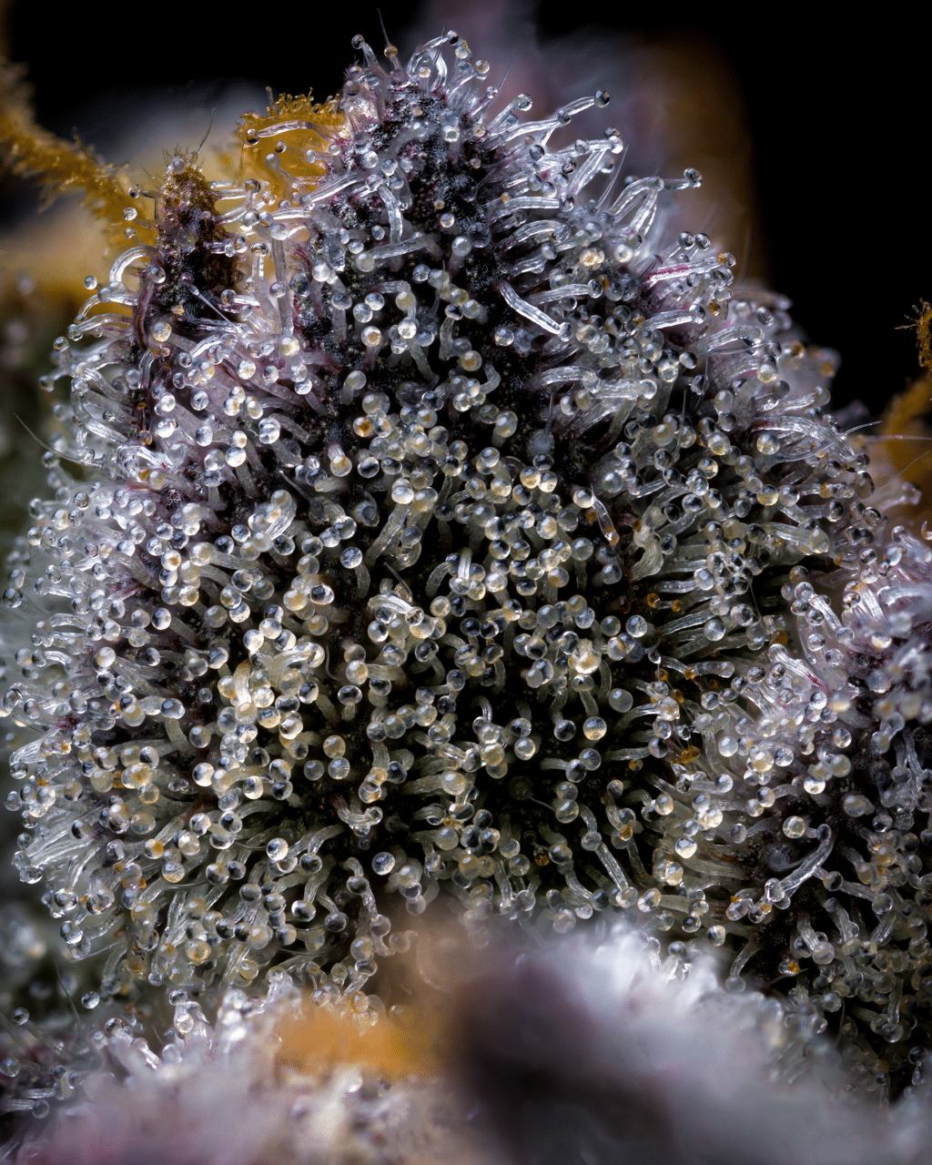 Cookies Seed Bank - Trop Cookies x Hollywood (fem.) 🇺🇸