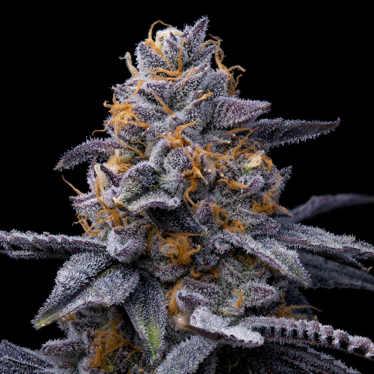 Cookies Seed Bank - Trop Cookies x Hollywood (fem.) 🇺🇸
