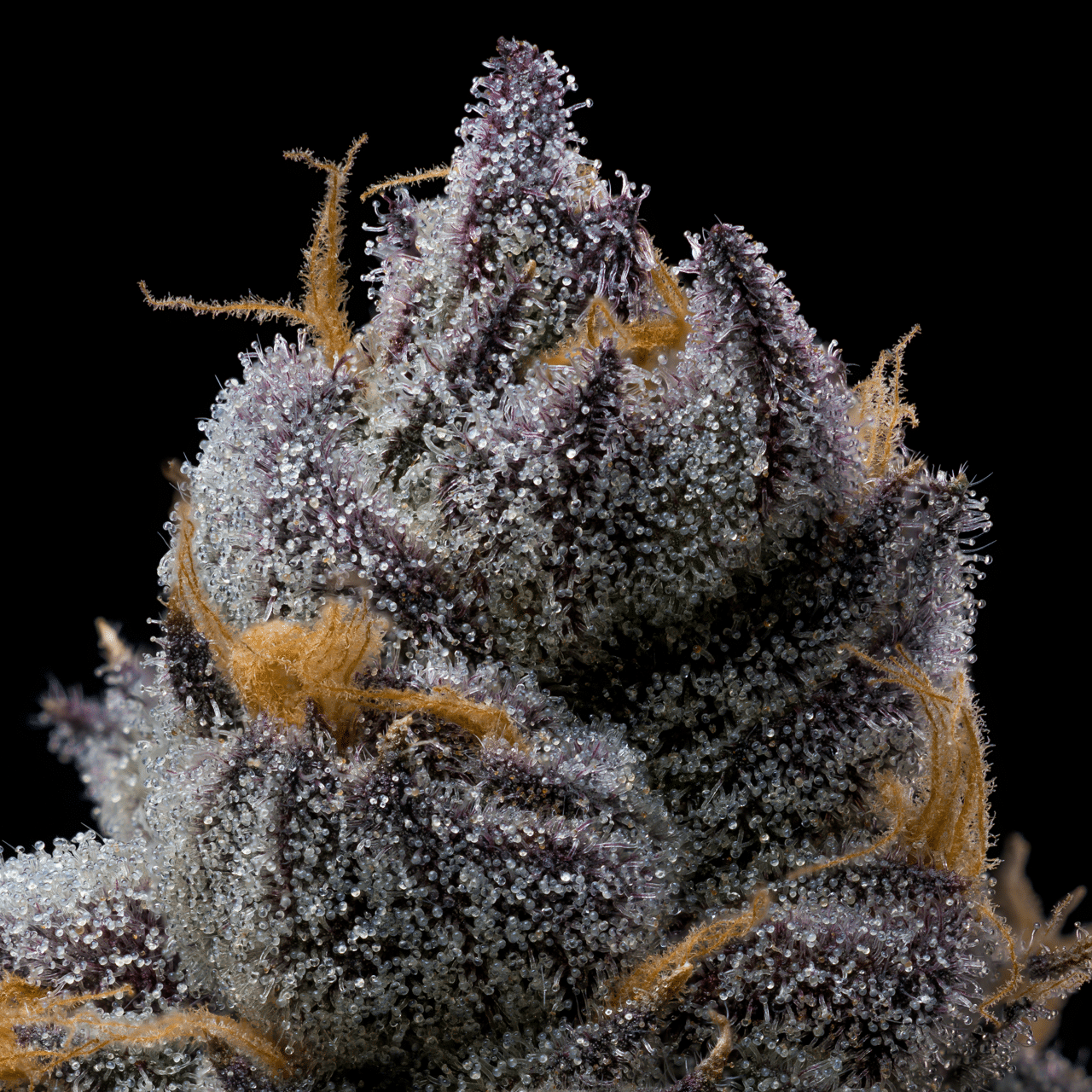 Cookies Seed Bank - Grape Z x Hollywood (fem.) 🇺🇸