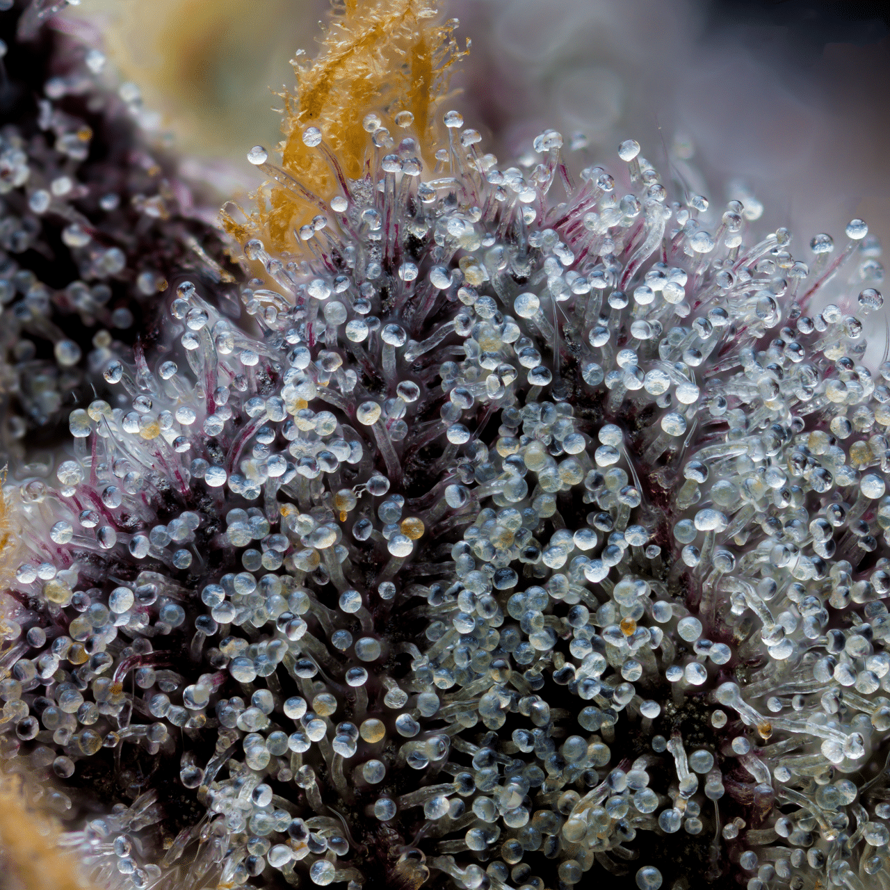 Cookies Seed Bank - Grape Z x Hollywood (fem.) 🇺🇸