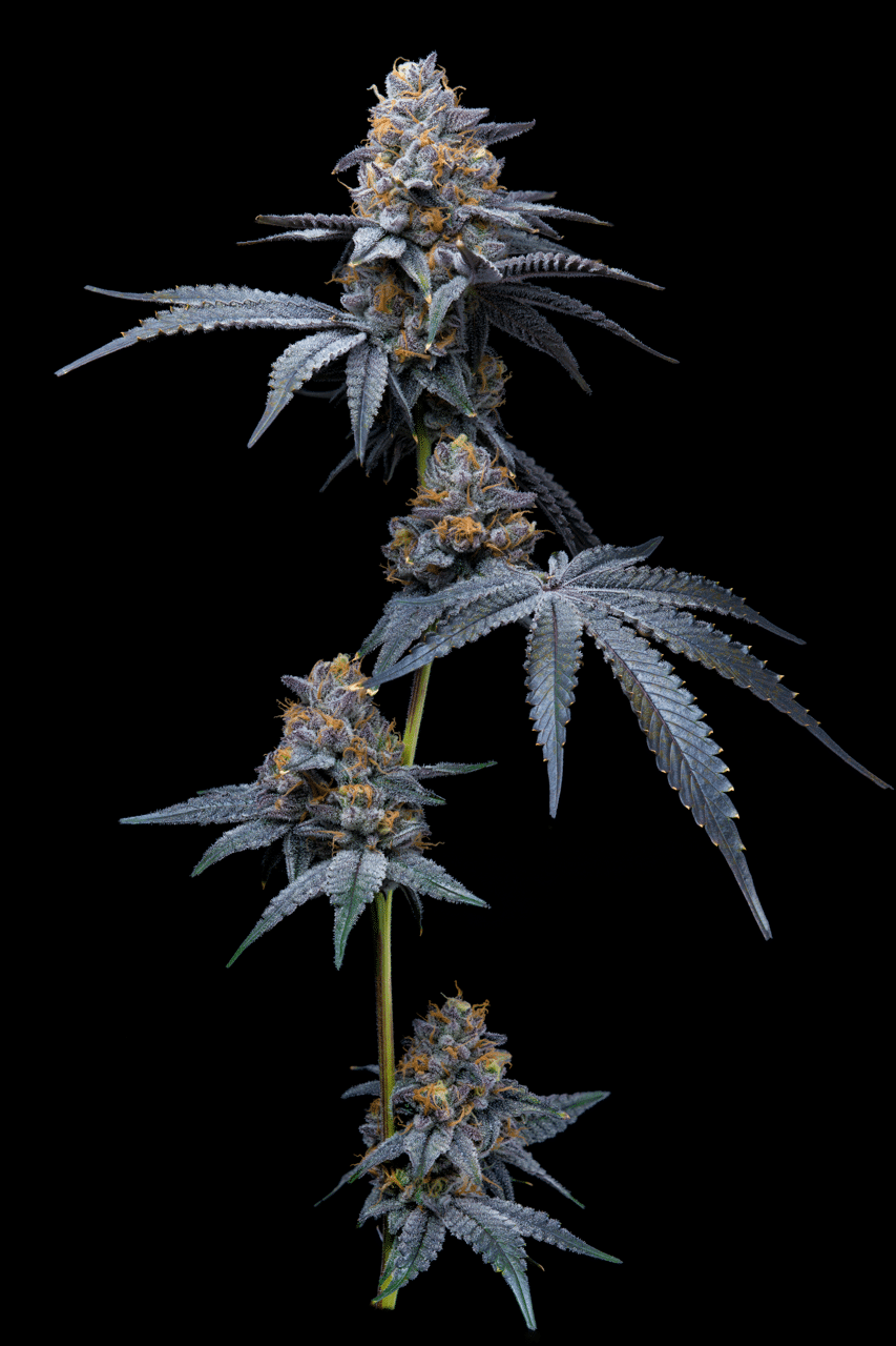 Cookies Seed Bank - Trop Cookies x Hollywood (fem.) 🇺🇸