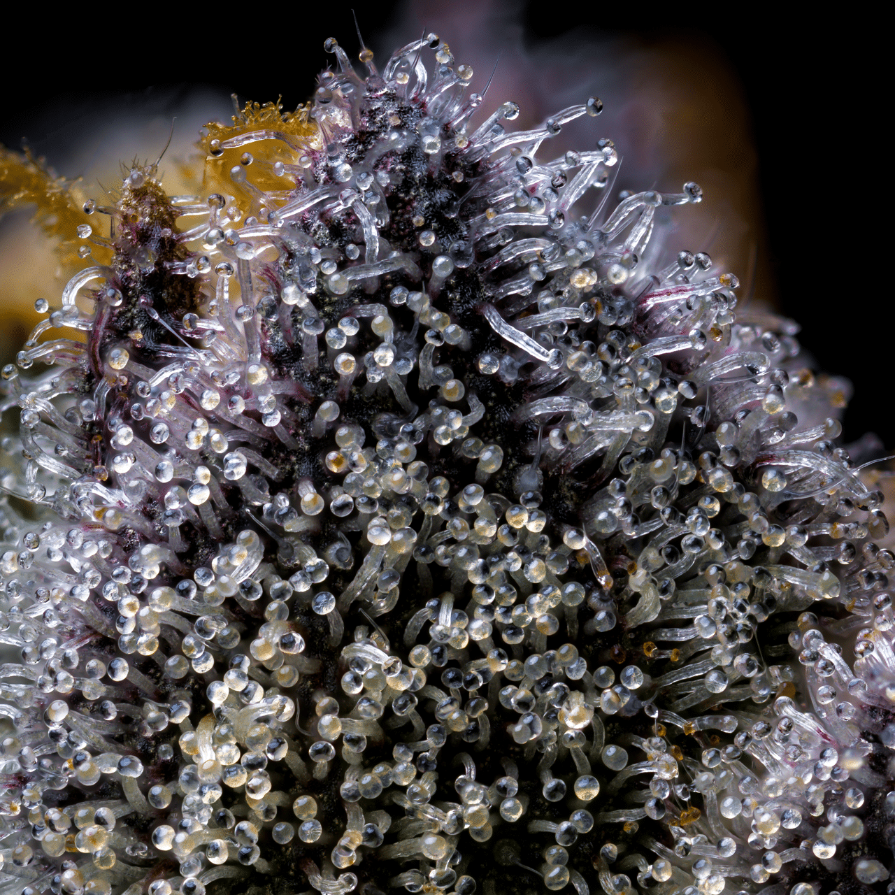 Cookies Seed Bank - Trop Cookies x Hollywood (fem.) 🇺🇸