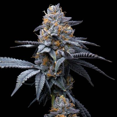 Cookies Seed Bank - Trop Cookies x Hollywood (fem.) 🇺🇸 10012